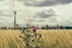 20210706_unbenannt_3445©JB