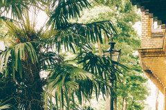 Urbanjungle